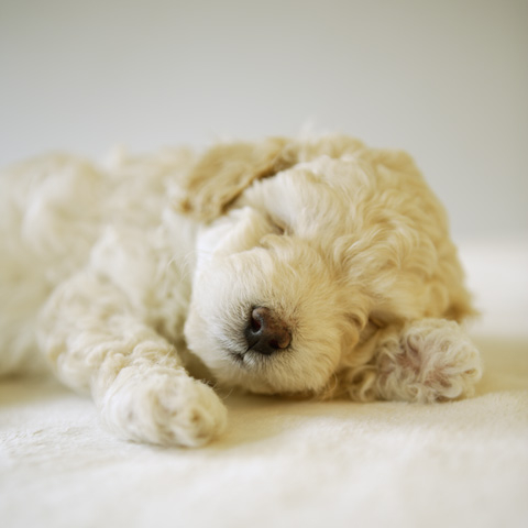 子犬が寝ているところ