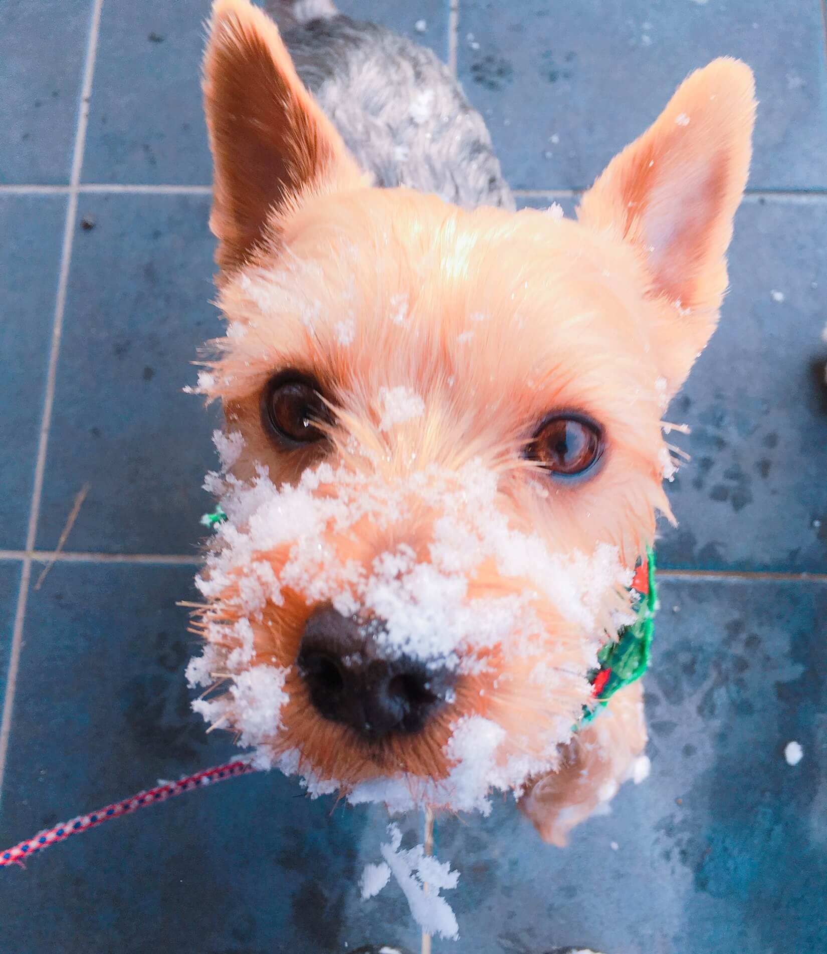 鼻に雪をつけた犬の画像