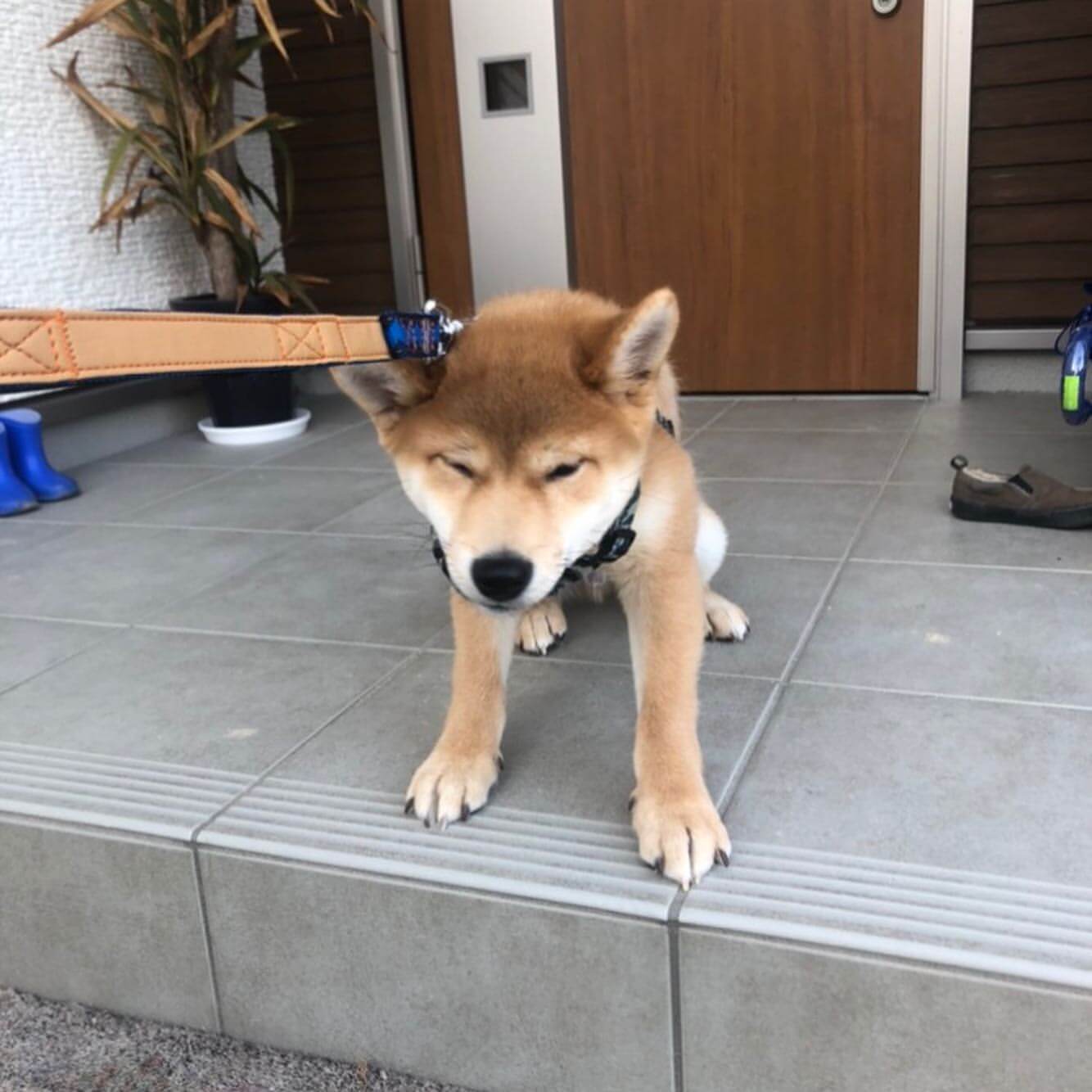 散歩がいやな柴犬の画像