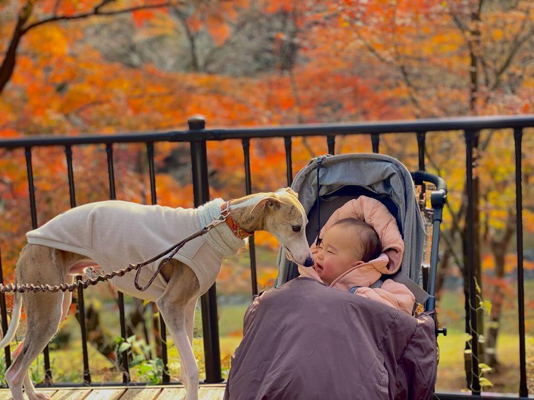 犬と赤ちゃん