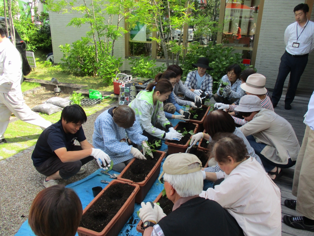 ゴーヤの苗を植える様子