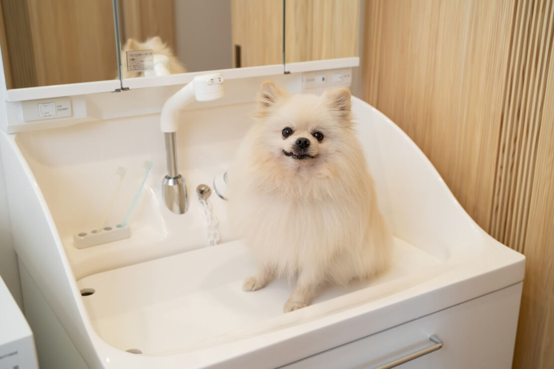 犬用の洗面台