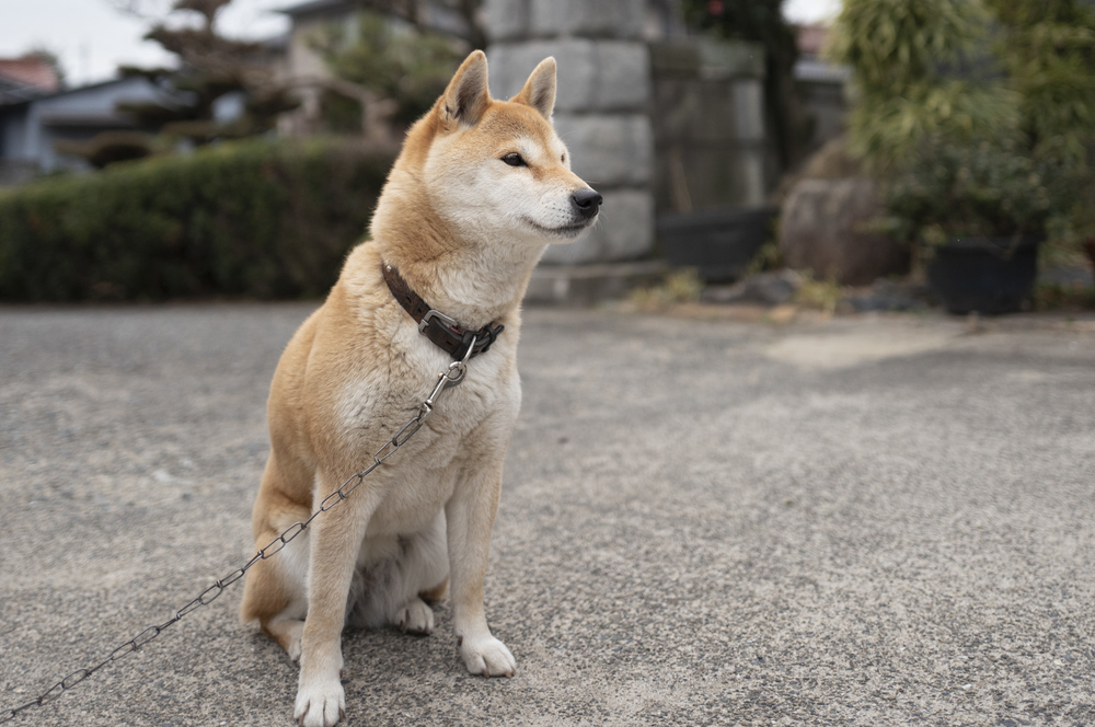 柴犬の画像