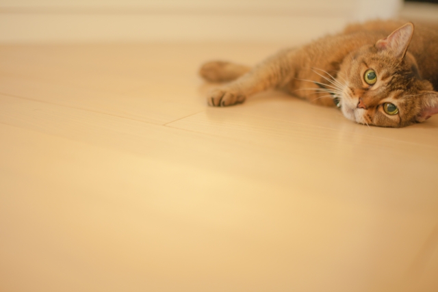 猫が床で寝っころがっている画像