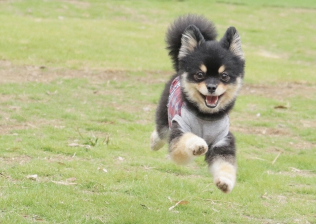 犬が芝生の上を走っている画像