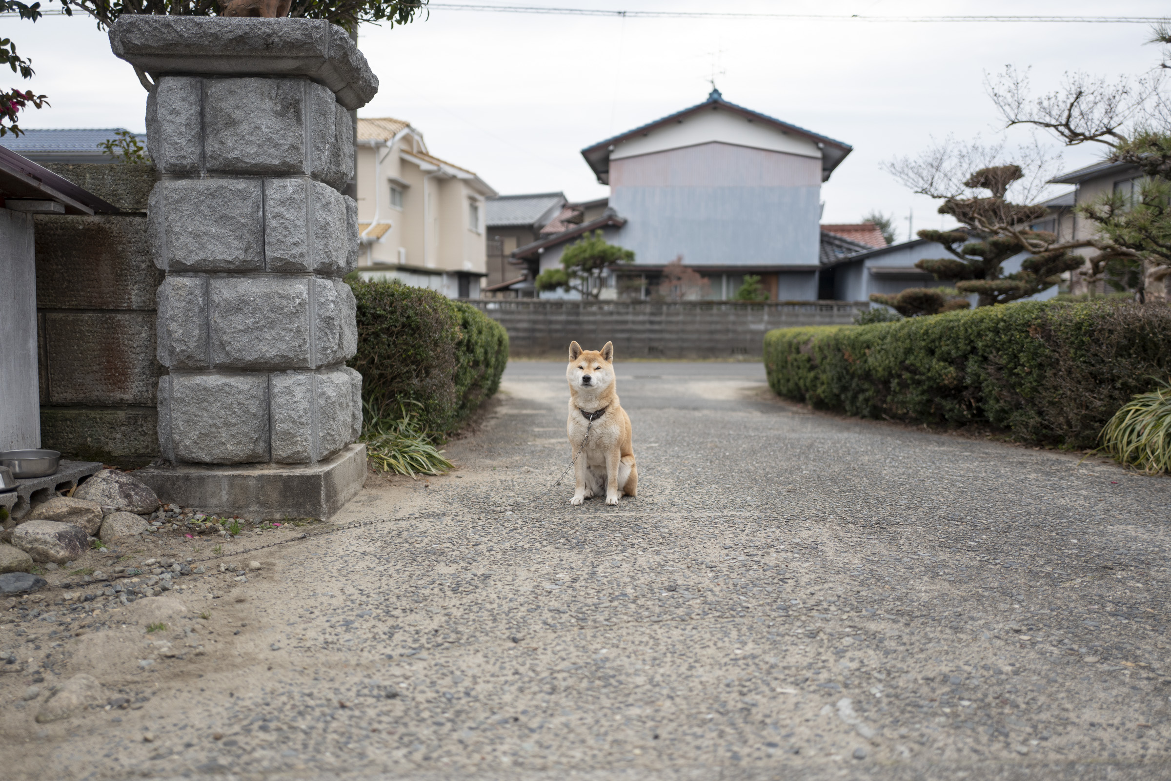 かわいい犬