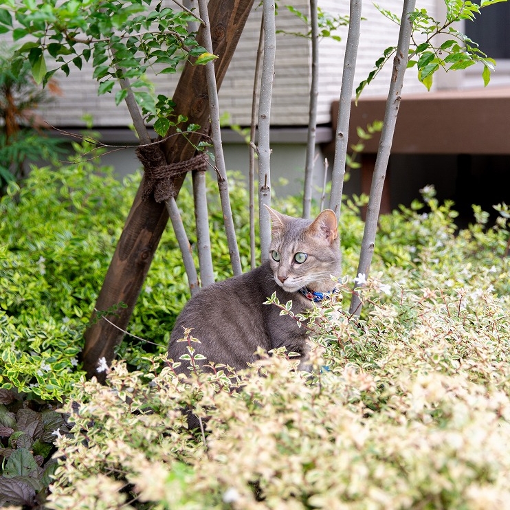 庭で遊ぶ猫