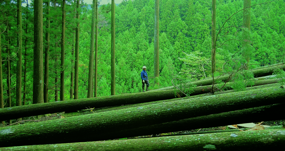 ふるさと納税 岐阜県 とうのうひのき(東濃檜)「結ペン」あかつき