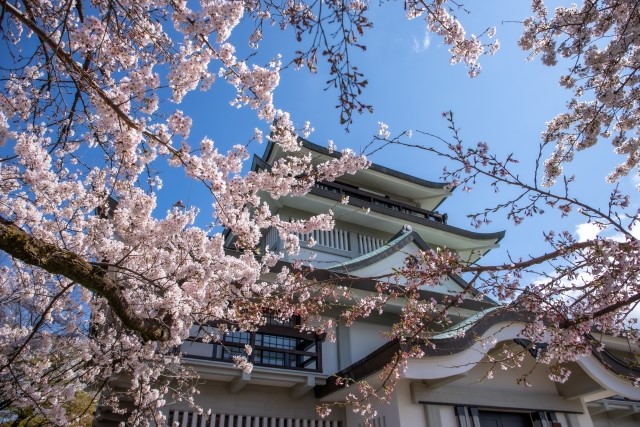 小牧山城の桜