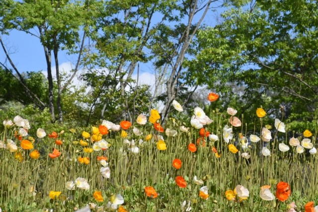 花フェスタ記念公園