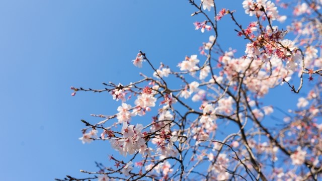 大府の桜