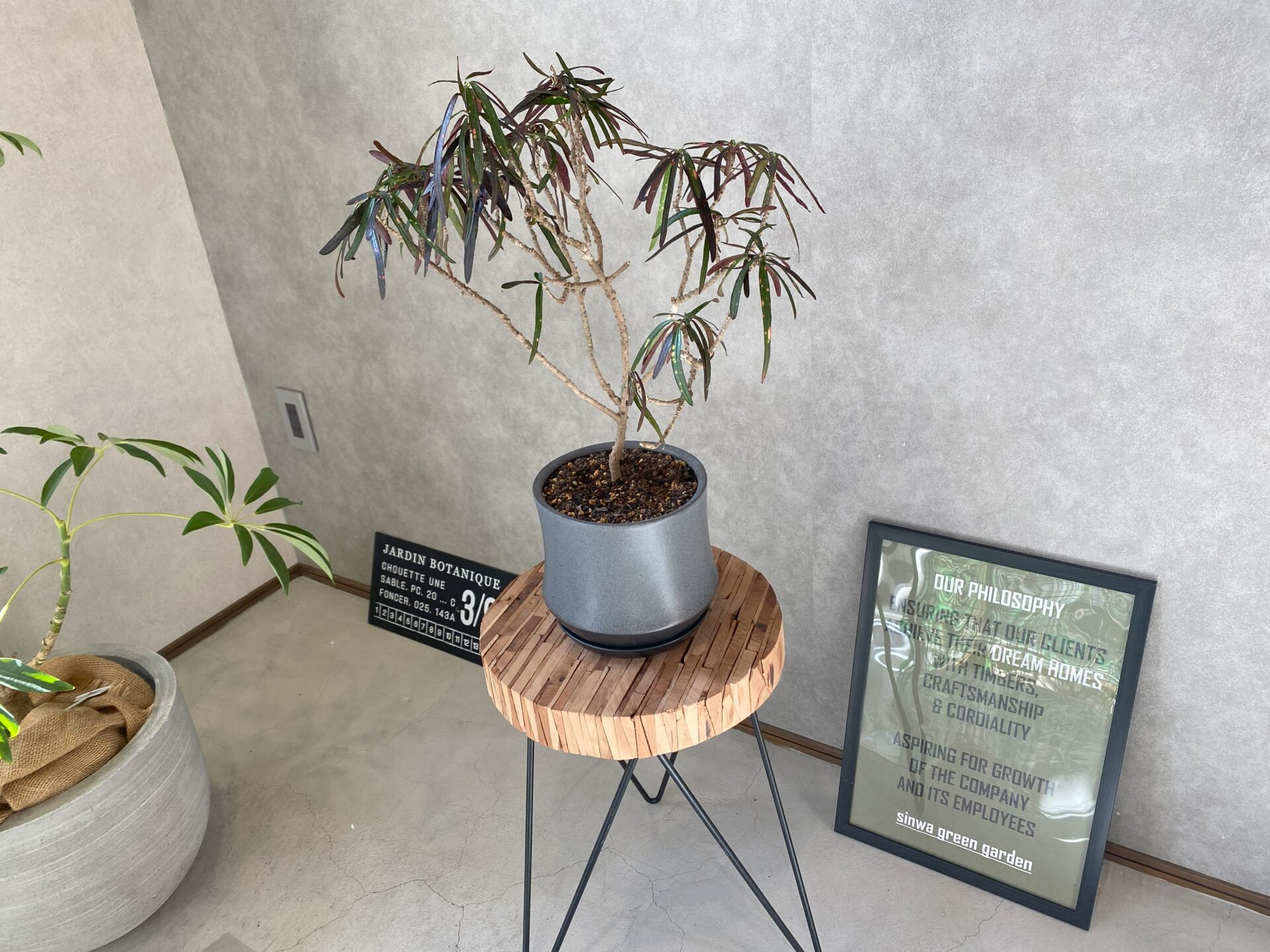 グリーン紹介_27】観葉植物：クロトン | 愛知・岐阜の新築・注文住宅は