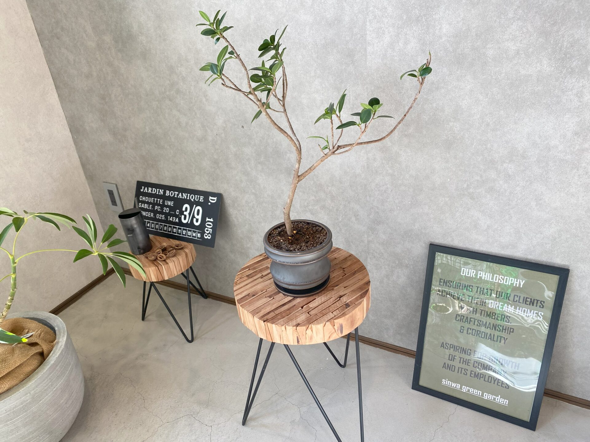 グリーン紹介_26】観葉植物：センカクガジュマル | 愛知・岐阜の